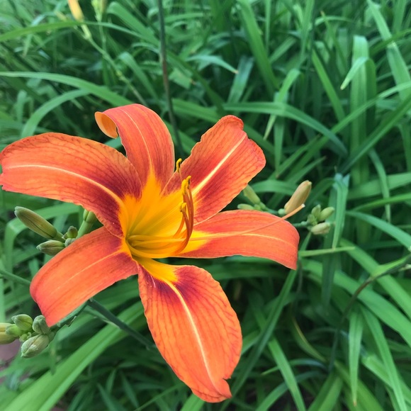 Meet your Posher, Abby - Picture 1 of 1